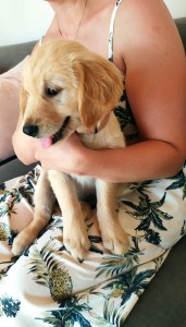 Zlatý retriever šteniatka