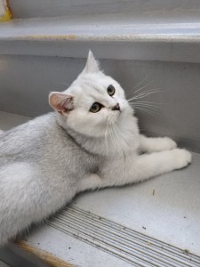 Britské krátkosrste mačiatko