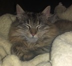 Predám do dobrých rúk perszkeho kocurika