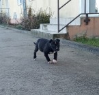 Fenka Amerického Pitbulla