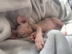 Sphynx - kanadsky