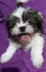 Shi-tzu, šicu, šitzu, šitcu, shitzu, sicu,