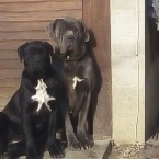 cane corso steniatka