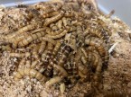 Kŕmny hmyz (Cvrčky, Šváby, Červy, Saranče)