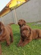 Predám šteniatka čoko Labradora