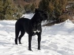 Cane Corso s PP