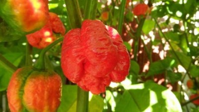 Chilli Trinidad Moeuga Scorpion Red - semena