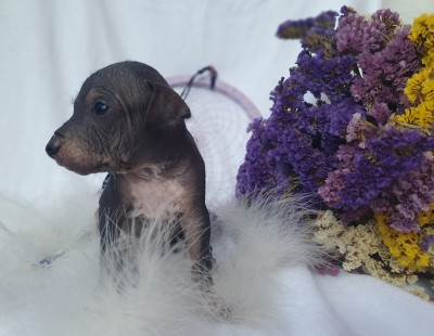 Peruánsky naháč malý s pp