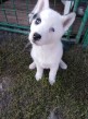 Sibírsky husky