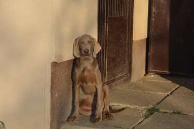 Predám šteniatka weimarského stavača