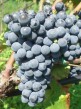 Sadenice viniča - zaslanie aj na Slovensko