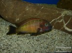 Predam odchovy Tropheus