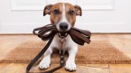 E- Book “Ako vycvičiť psa”