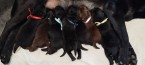 Labrador retriever šteniatka s PP