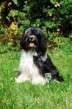 Šteniatko Tibetan terrier s PP