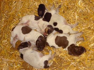 Německý krátkosrstý ohař