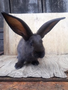 Belgický obor + NOS