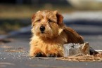 Norfolk Terrier