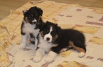 Australský ovčák štěňata PP