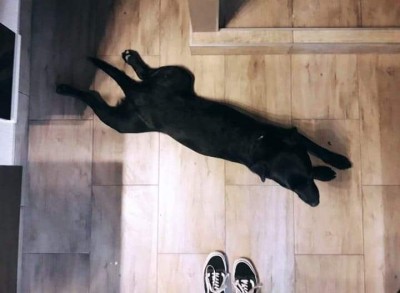 Darujem psíka - čierny labrador