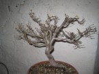 BONSAI,  BONSAJ