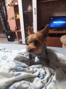 Predame fenku yorkshira