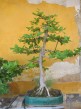 bonsai,bonsaj