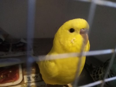 Andulky okruzkovane Košice