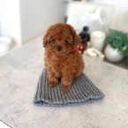 Predám šteniatka TOY pudla marhuľová a čierna