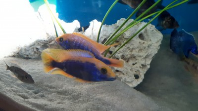 Ponúkam odchovy Afrických cichlíd