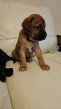 predam retriever