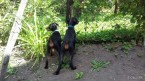 šteniatka Doberman k odberu
