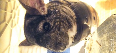 2 šedý samci činčili aj s klietkou