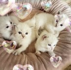 Predam čistokrvné ragdol maciatka