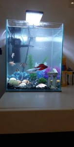 Predám akvárium s rybami