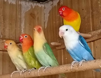 Agapornis Fisher mutácie