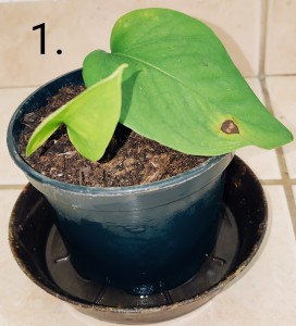 Predám resp. vymením za iné izbové rastlinky