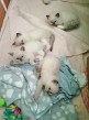 Ragdoll mačiatka