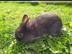 Predavam malych zajacov maleho rastu