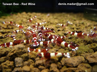 P: Krevetky Caridina - 16.10.2021 doveziem RK-BA