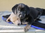 Darujeme šteniatka - čistokrvná pouličná zmes