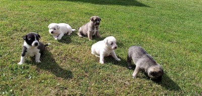 Roztomilé šteniatka