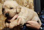 Šteniatka Zlatý retríver