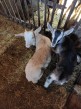 Predám kozu s kozliatkami