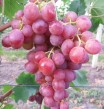 Sadenice viniča - zaslanie aj na Slovensko
