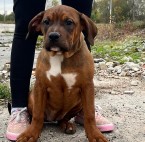 American bully xl