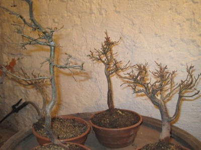 bonsai,bonsaj