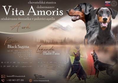 Šteniatka dobermana s PP