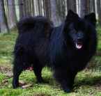 Německý špic velký černý  s PP