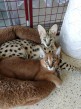 predaj mačiatok pre mačky serval, caracal a ocelot